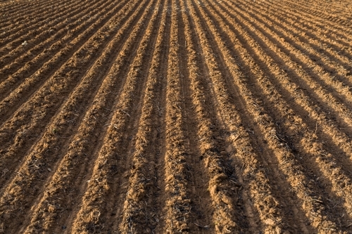 Ploughed paddock planted with canola seeds - Australian Stock Image
