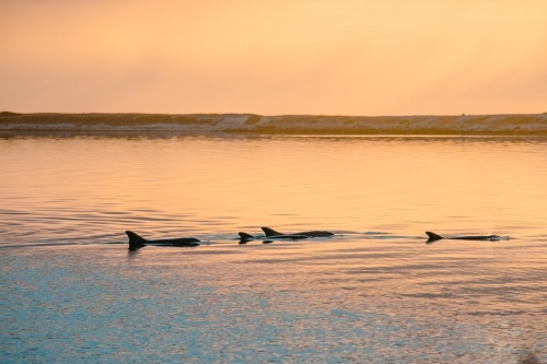 Pod of dolphins swimming in calm ocean with patterns and textures at sunrise - Australian Stock Image