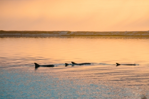 Pod of dolphins swimming in calm ocean with patterns and textures at sunrise