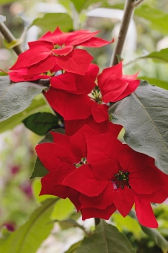 Poinsettia plant in garden - Australian Stock Image