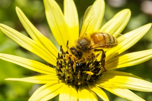 Pollen covered bee on cape weed flower - Australian Stock Image