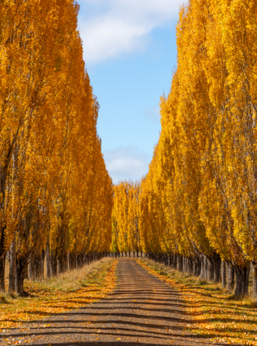 Poplar lined driveway farm entrance in Glen Innes with leaves turning yellow in autumn - Australian Stock Image
