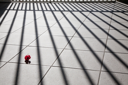 Poppy fallen on the ground at a war memorial - Australian Stock Image