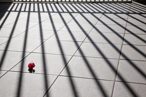 Poppy fallen on the ground at a war memorial