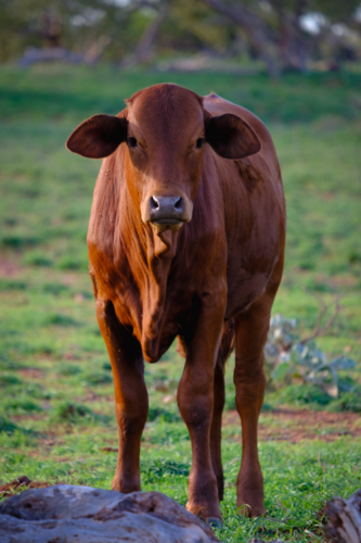 Portrait framing of large brown cow facing forward with rural station backdrop - Australian Stock Image