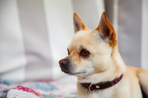 Portrait of a creamy white chihuahua dog relaxing on a lounge on a verandah outside - Australian Stock Image