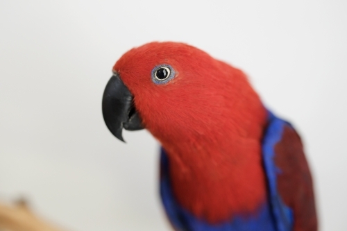 Portrait of a female red and blue Australian eclectus parrot - Australian Stock Image