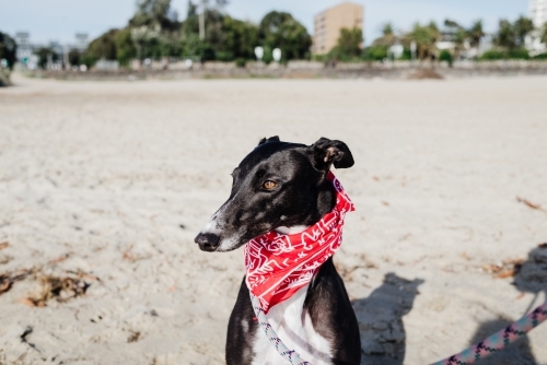 Portrait of a greyhound dog wearing a red bandana at the beach, St Kilda