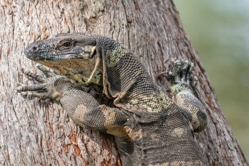 Portrait of a Lace Monitor or Tree Goanna (Varanus varius) climbing a tree on the riverbank - Australian Stock Image