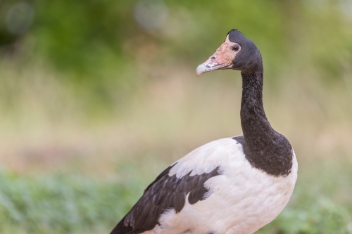 Portrait of a Magpie Goose - Australian Stock Image