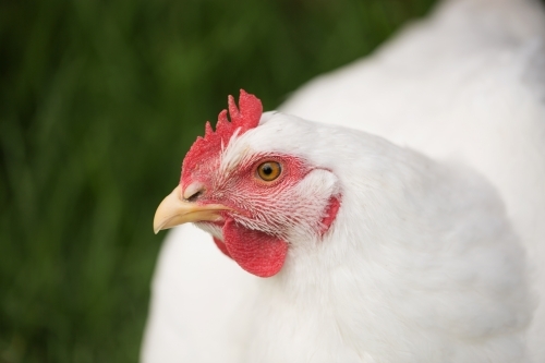 portrait of a white broiler meat chicken looking at the camera
