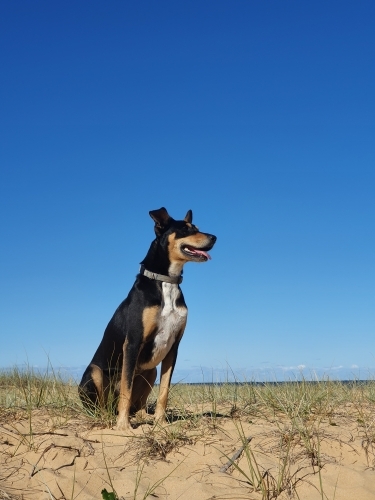 Portrait of an Australian Kelpie - Australian Stock Image