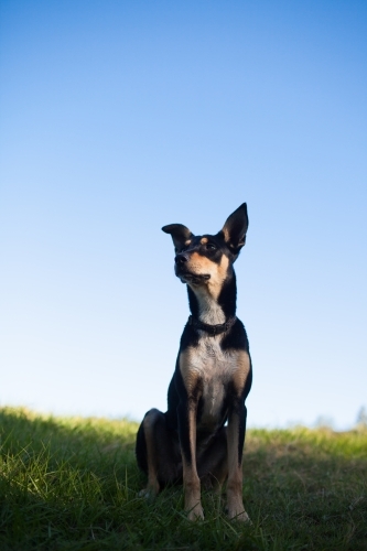 Portrait of an Australian Kelpie Cross - Australian Stock Image