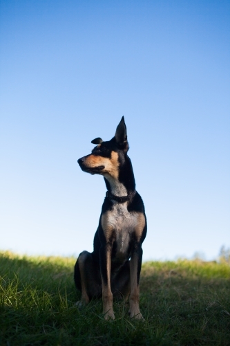 Portrait of an Australian Kelpie Cross - Australian Stock Image