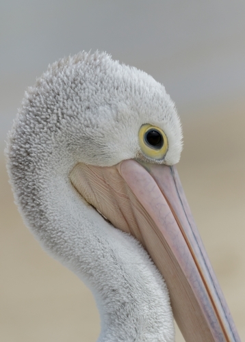 Portrait of an Australian Pelican (Pelecanus conspicillatus) with soft sandy background