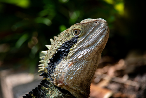 Portrait of an Eastern Water Dragon - Australian Stock Image