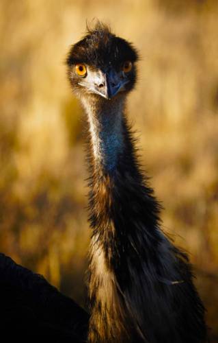 Portrait of an emu at sunset in a grass field - Australian Stock Image