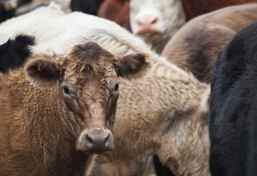 Portrait of brown cow looking at camera amongst other cows - Australian Stock Image