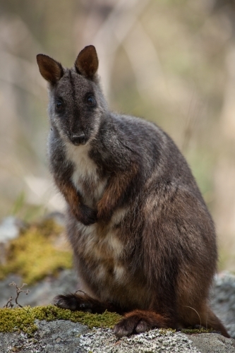 Portrait of Brush-tailed Rock Wallaby - Australian Stock Image