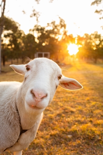 Portrait of funny pet sheep face in golden sunset light on hobby farm - Australian Stock Image