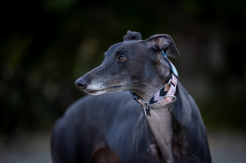 Portrait of greyhound dog close up at the park with soft bokeh background - Australian Stock Image