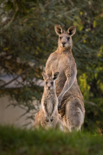 Portrait of kangaroos big and small standing and looking in late afternoon sunlight - Australian Stock Image
