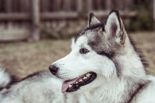 Portrait of lone husky in backyard - Australian Stock Image