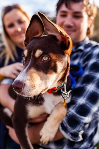 Portrait of pet Australian Kelpie puppy with owners outside - Australian Stock Image