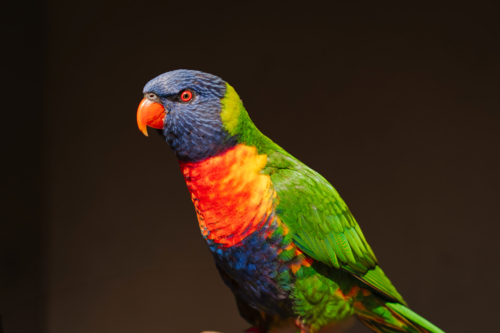 Portrait of rainbow lorikeet on dark backdrop - Australian Stock Image