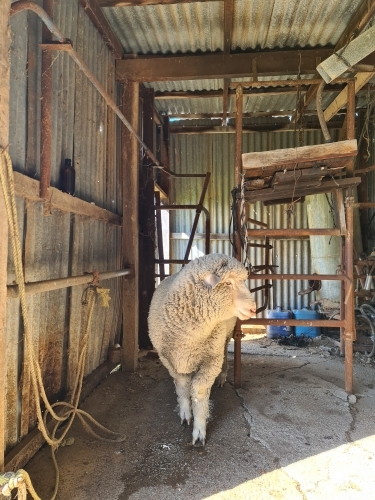 Portrait of relaxed single sheep standing in shed on farm - Australian Stock Image