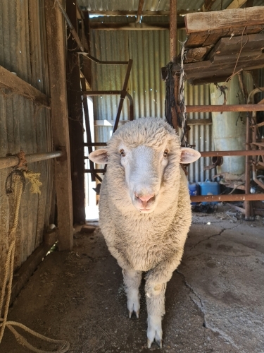 Portrait of relaxed single sheep standing in shed on farm - Australian Stock Image