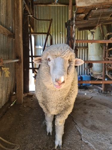 Portrait of relaxed single sheep standing in shed on farm - Australian Stock Image