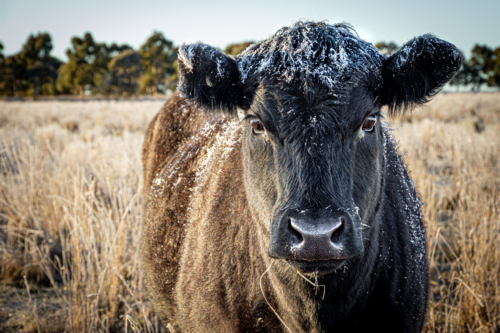 Portrait of single black cow standing in a frost covered paddock with ice crystals on head and back - Australian Stock Image