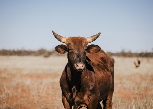 Portrait of single brown horned cow - Australian Stock Image