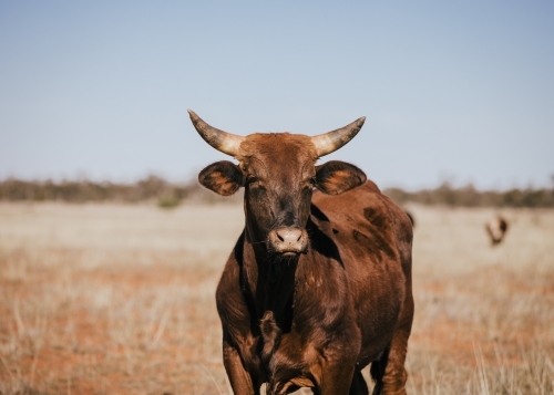 Portrait of single brown horned cow