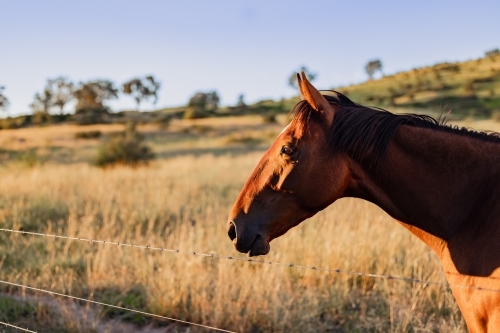 Portrait of single horse in paddock on a golden afternoon - Australian Stock Image