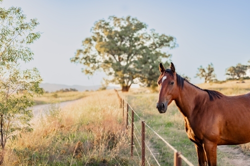 Portrait of single horse standing at fence beside country road - Australian Stock Image