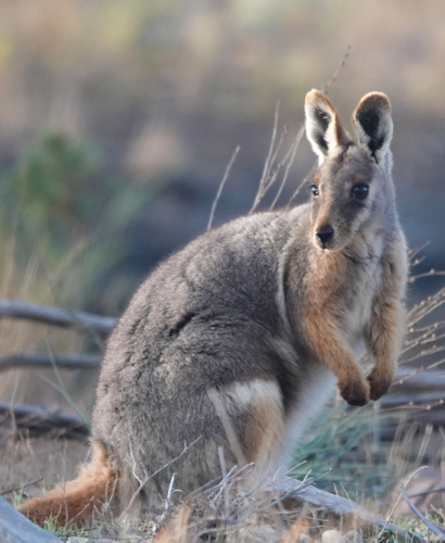 Portrait of single yellow-footed rock-wallaby in grassland - Australian Stock Image