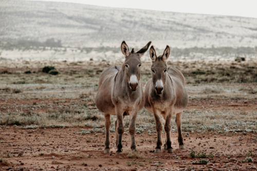 Portrait of two donkeys standing together in a dry outback landscape - Australian Stock Image