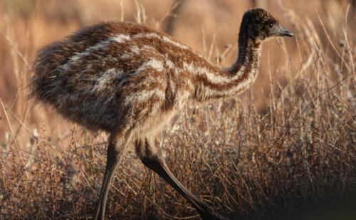 Portrait of young emu in grassland - Australian Stock Image
