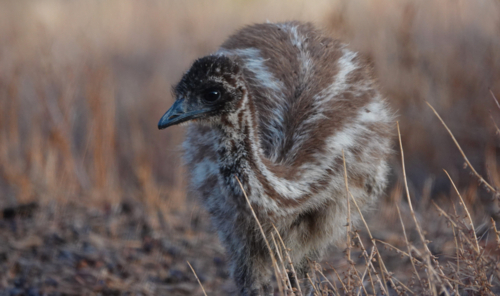 Portrait of young emu in grassland - Australian Stock Image