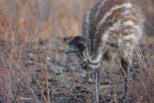 Portrait of young emu in grassland - Australian Stock Image