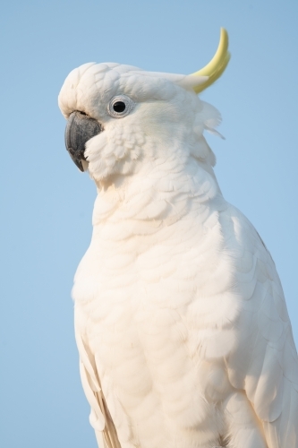 Portrait view of yellow crested cockatoo against blue sky background.
