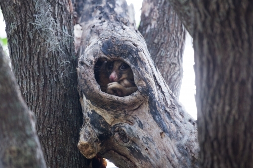 Possum in a tree hollow - Australian Stock Image