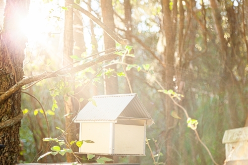 Post box in tree covered in vines and backlit by sunlight - Australian Stock Image