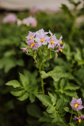Potatoes growing in paddock - Australian Stock Image