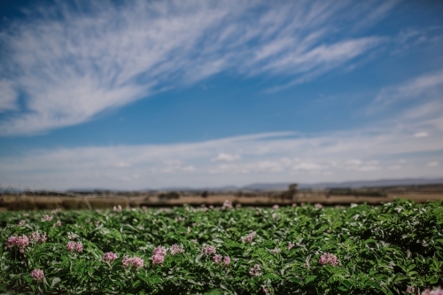 Potatoes growing in paddock - Australian Stock Image