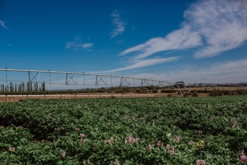 Potatoes growing in paddock - Australian Stock Image