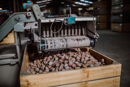 Potatoes in wooden crate with sorting machine in factory - Australian Stock Image