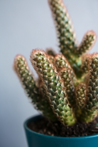 Potted cactus succulent plant - Australian Stock Image